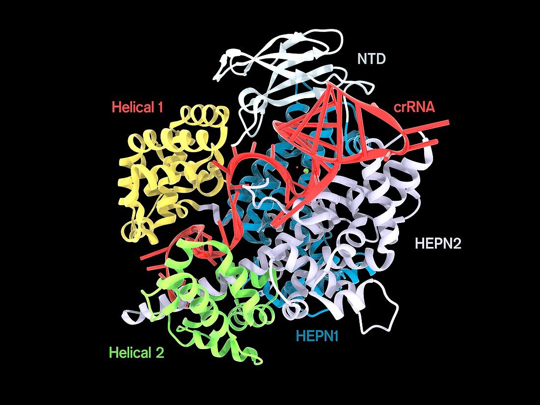 CRISPR-Cas13 gene editing complex, illustration