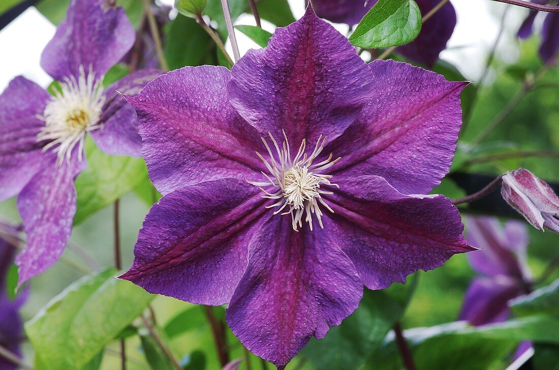 Clematis 'Star Of India' flowers