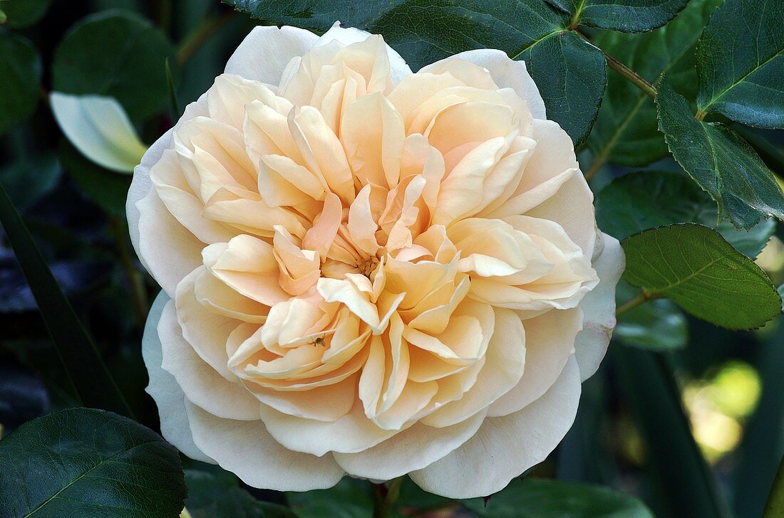Rose (Rosa 'Charity') flower
