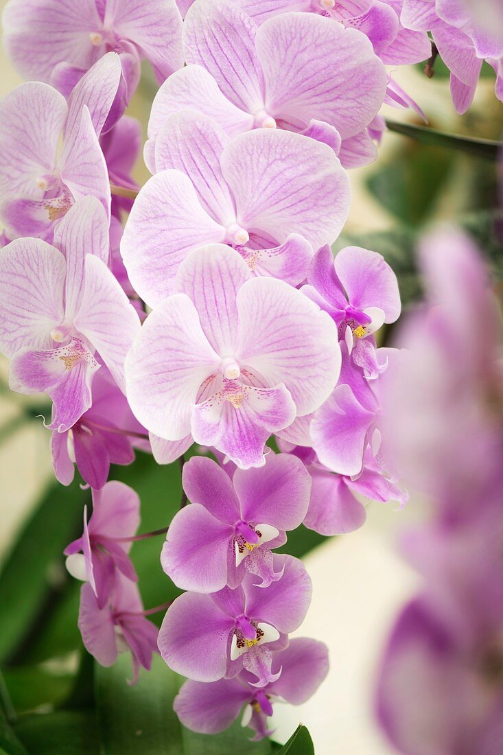 Phalaenopsis orchid flowers