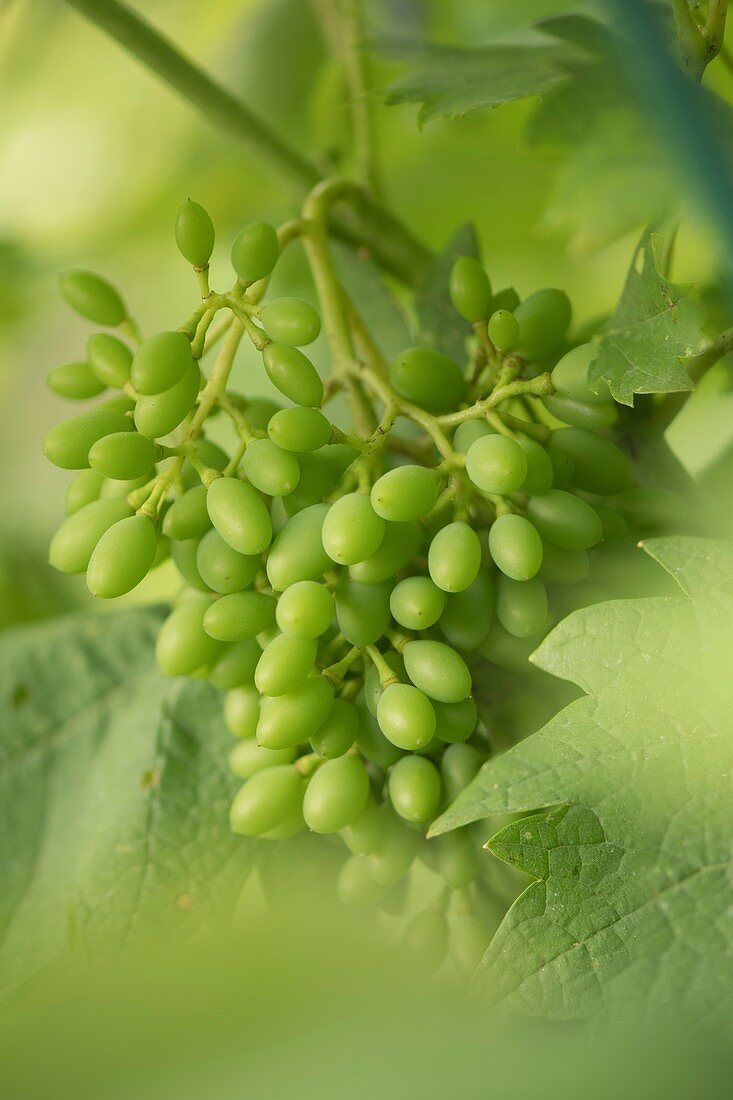 Unripe grapes (Vitis vinifera)