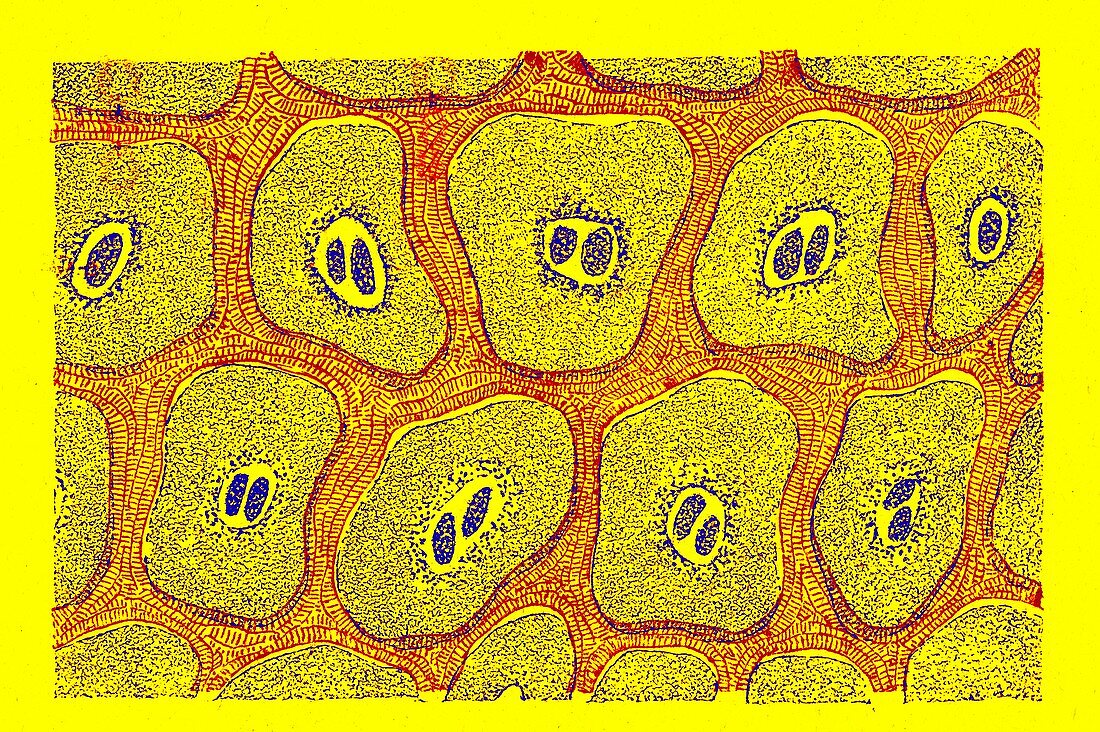Purkinje nerve cells, historical illustration