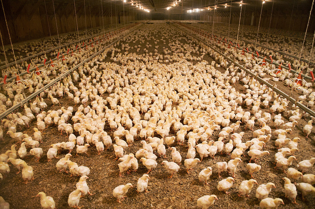 Chicks in a barn