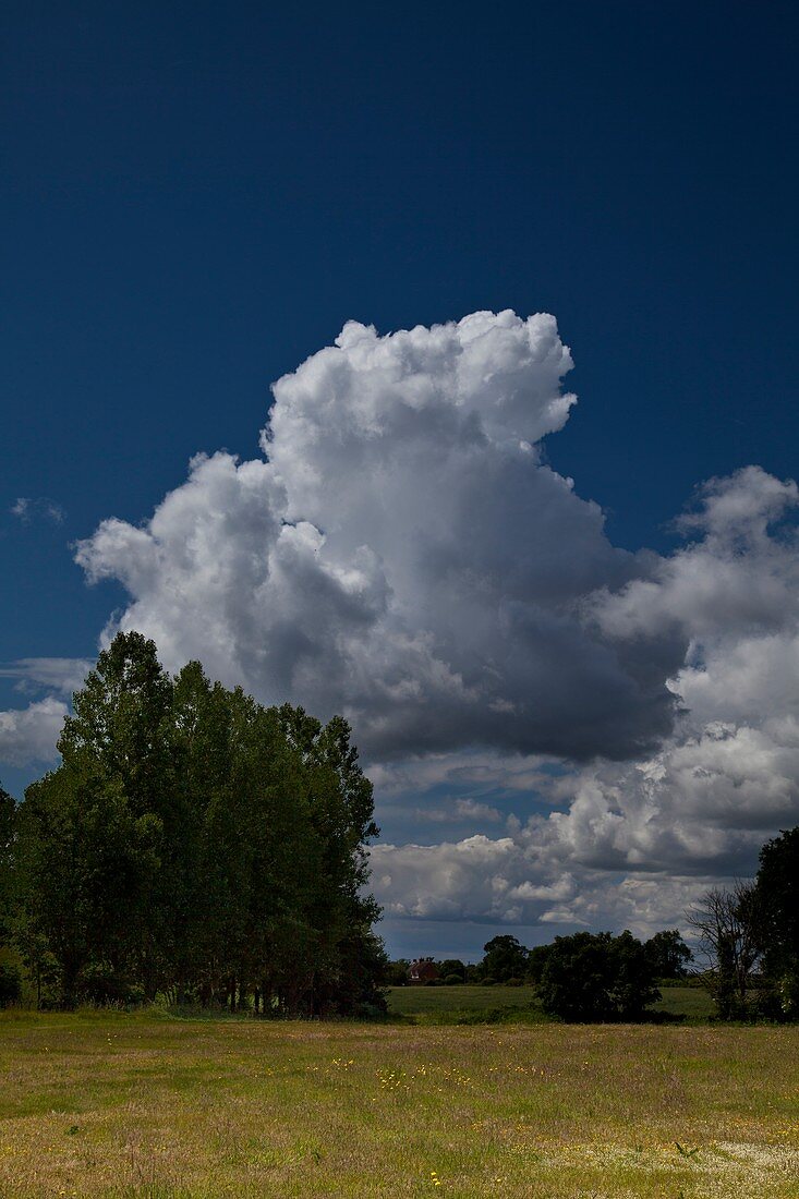 Cumulus mediocris clouds over trees