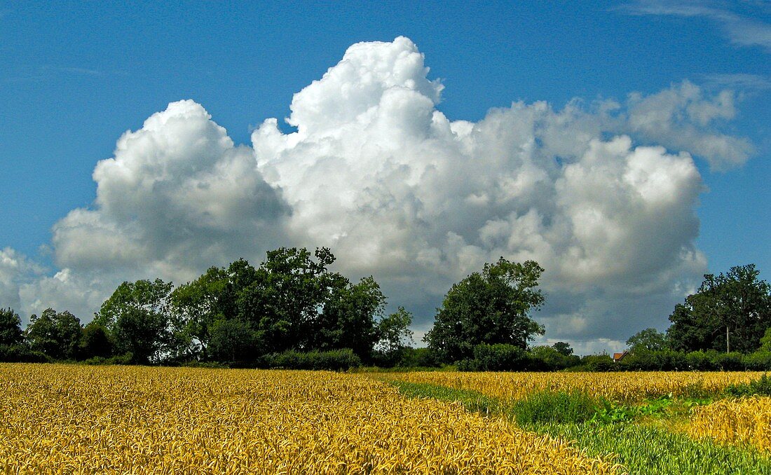 Cumulus congestus clouds over a field