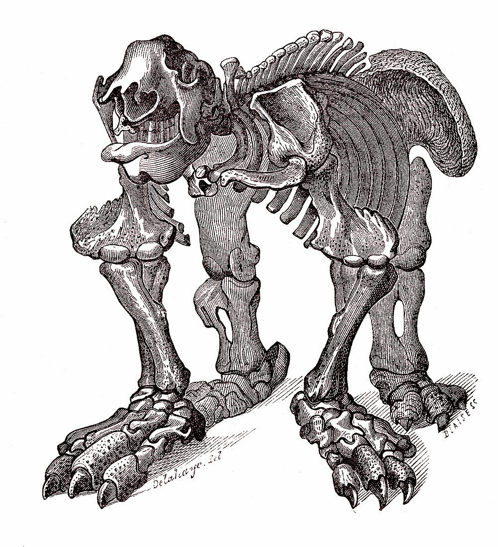 Giant ground sloth skeleton, 19th century