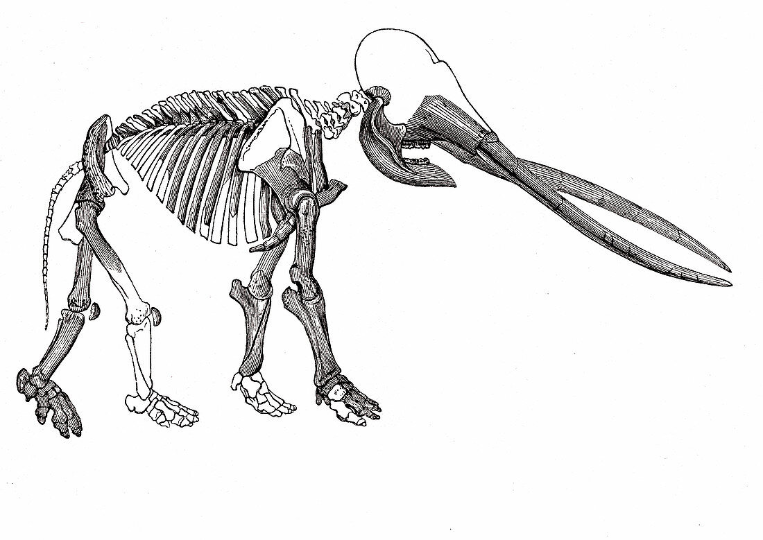 Mastodon fossil skeleton, 19th century