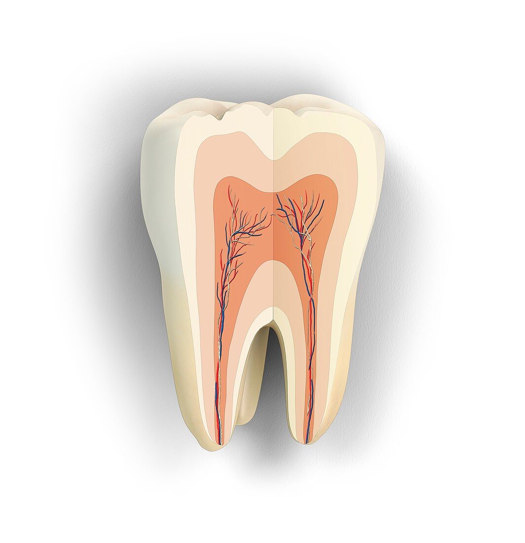 Human tooth anatomy, illustration