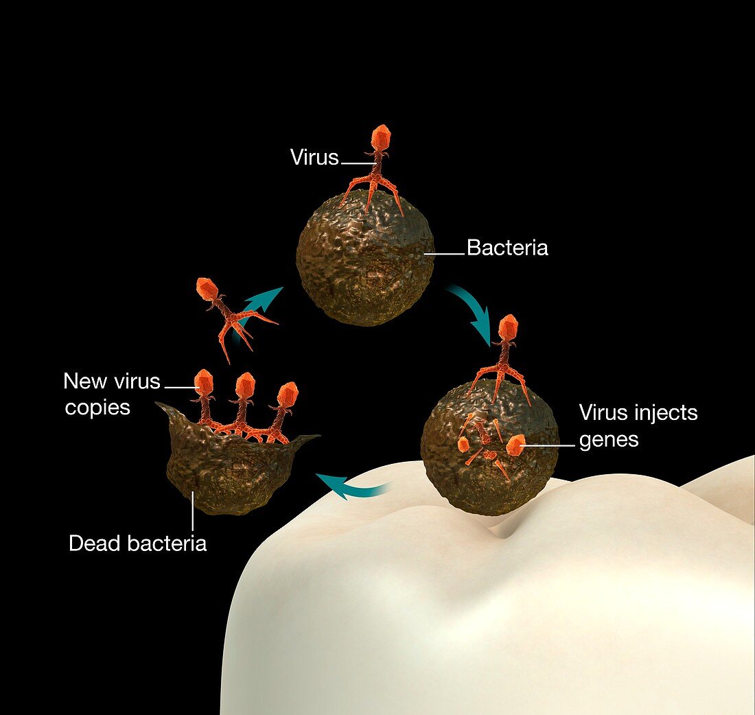 Bacteriophages killing dental bacteria, illustration