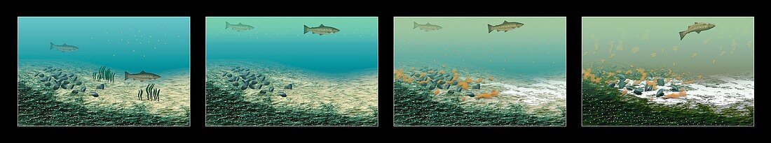 Stages of oxygen depletion in the oceans, illustration