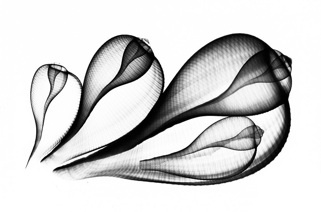 Fig shells, X-ray