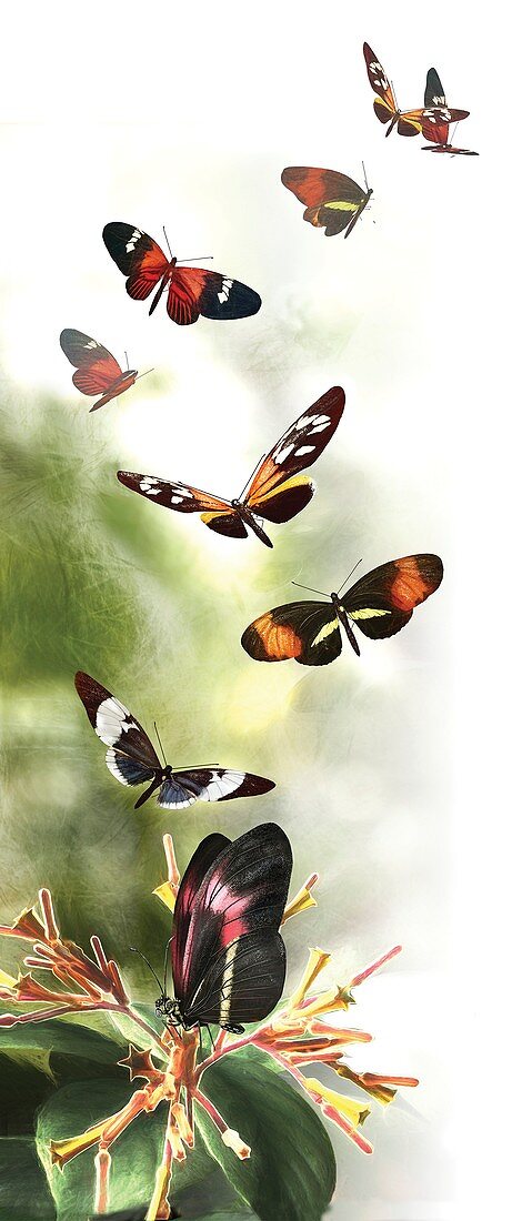 Butterfly speciation, illustration