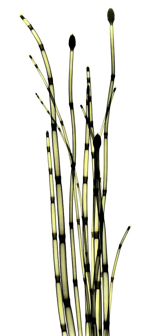 Horsetail plant (Equisetum sp.), X-ray