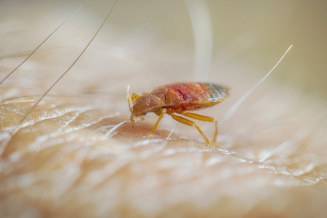 Bed bug feeding on a human