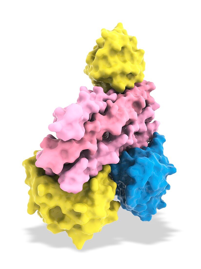 Three proteins involved in hypoxia response, illustration