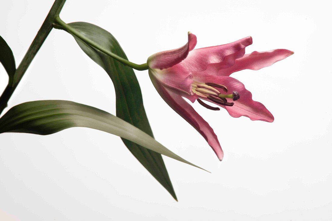 Lilly (Lilium sp.) flower