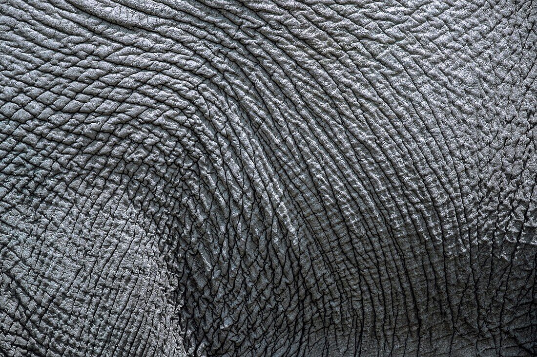 Elephant's skin