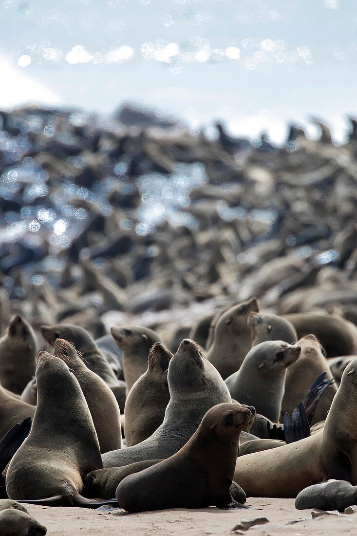 Afro-australian fur seals