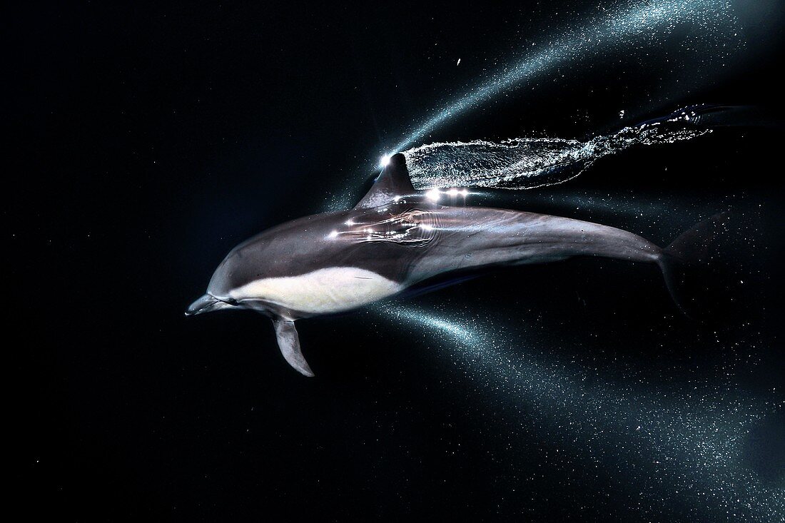 Long-beaked common dolphin