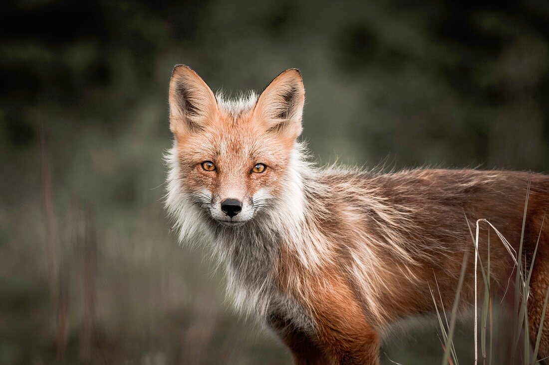 Red fox