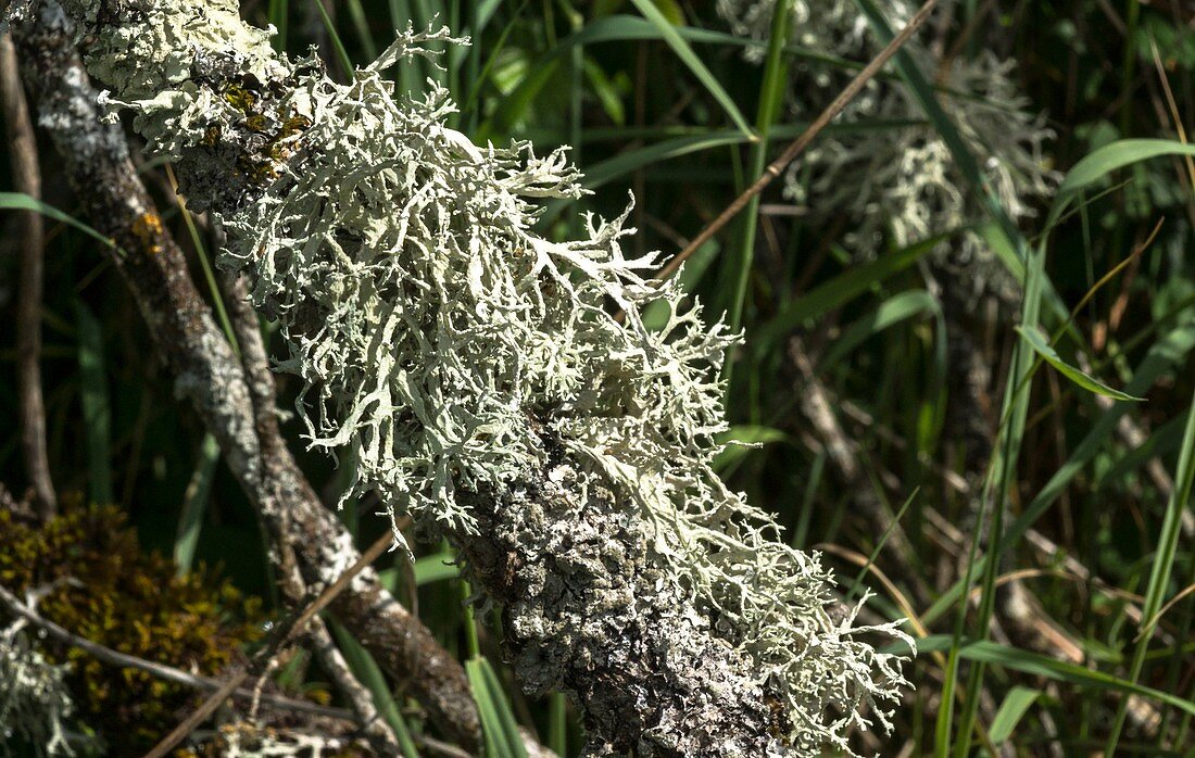 Reindeer lichen (Cladonia portentosa)
