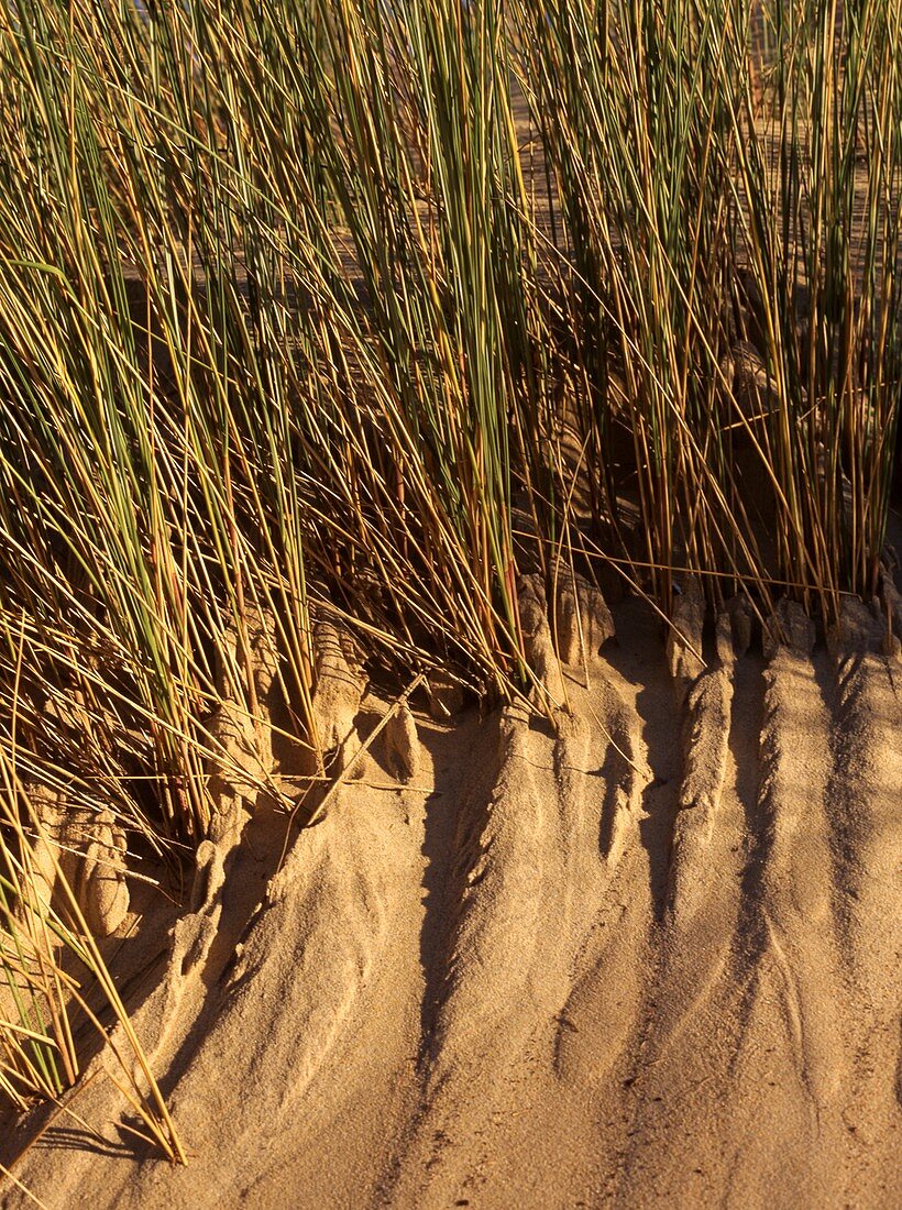 Marram grass (Ammophila arenaria) on a sand dune