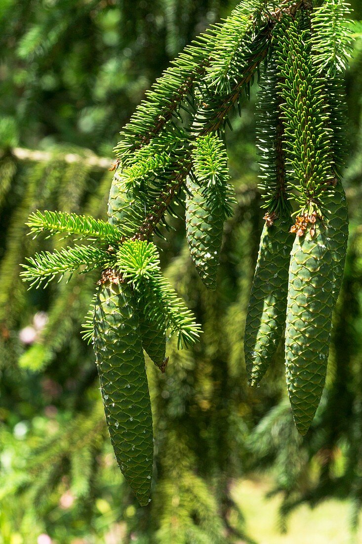 Norway spruce (Pices abies) cones