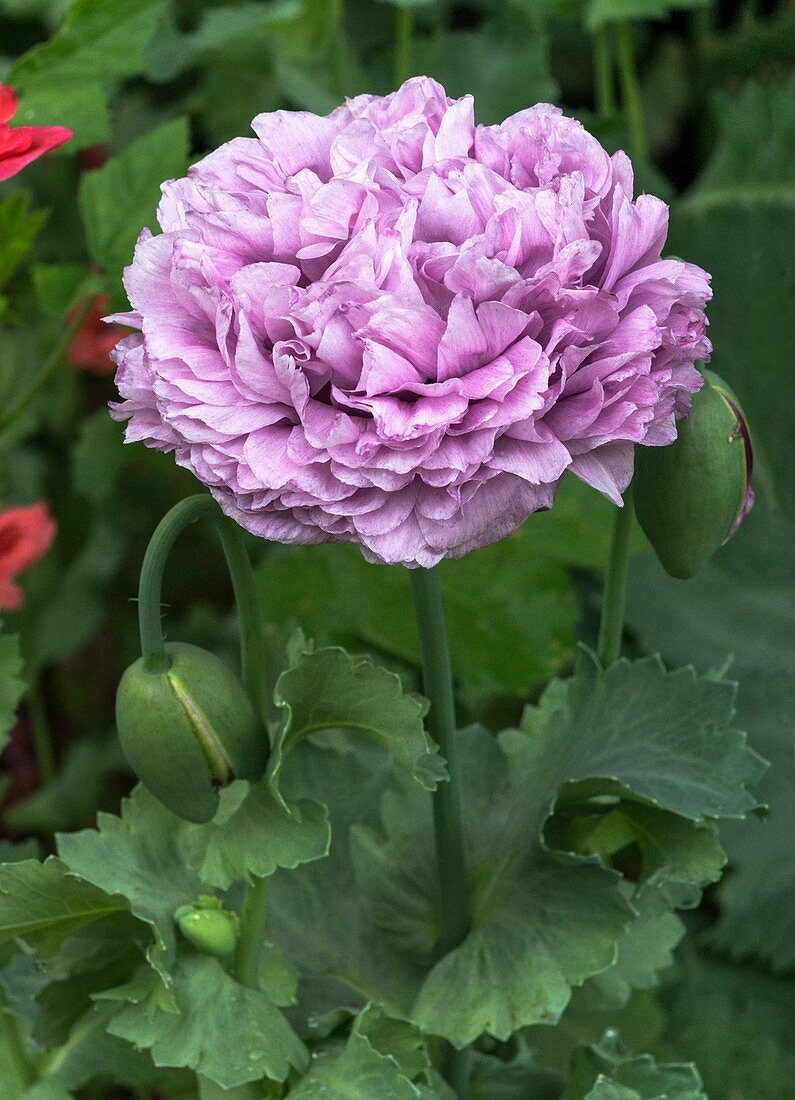 Opium poppy (Papaver somniferum) double flower