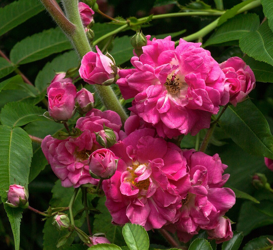 Rambler rose (Rosa Dorothy Perkins') flowers