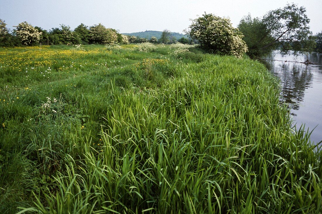 Water meadow habitat, Welford-on-Avon, Warwickshire, UK