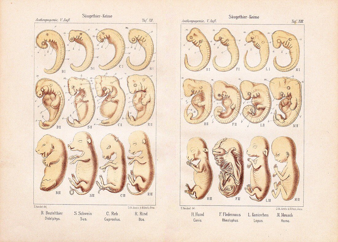 Haeckel on animal and human embryos, 1903