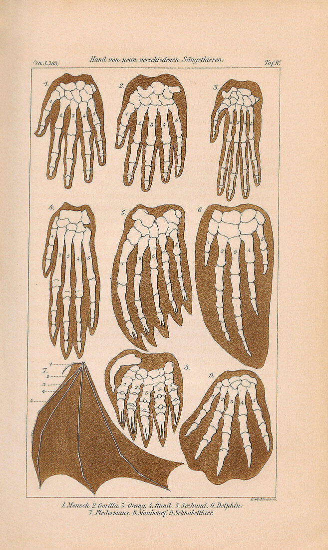 Haeckel on animal and human limbs, 1874