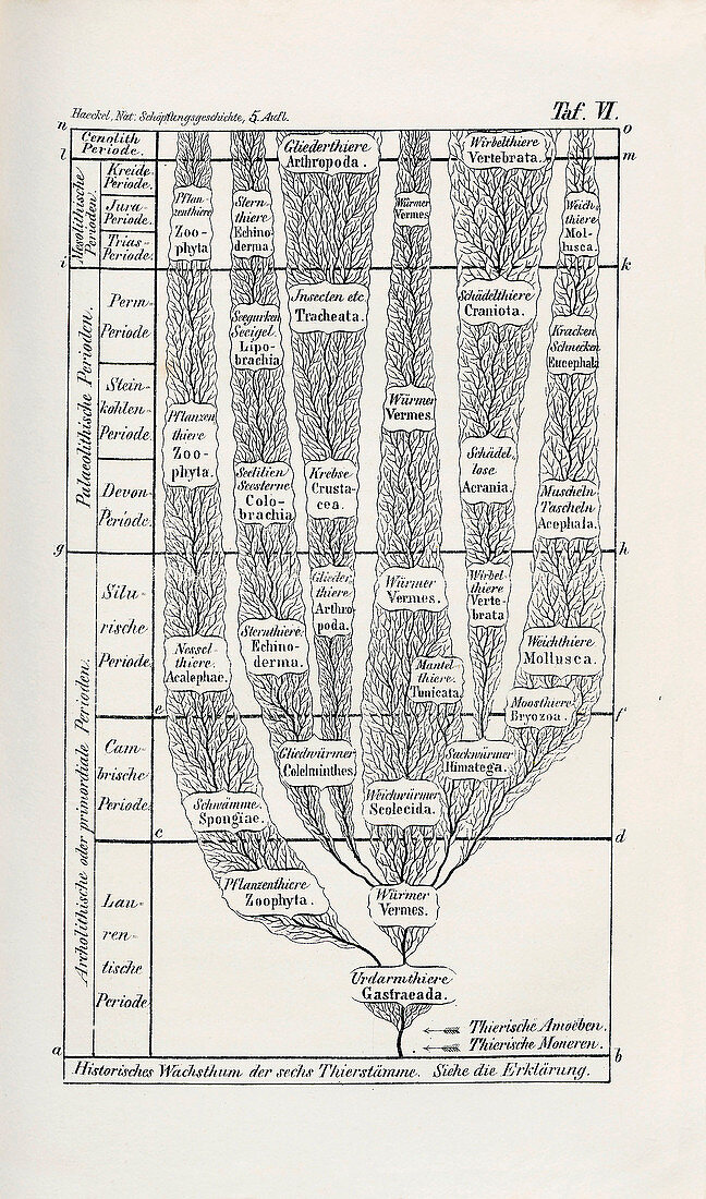 Animal evolutionary tree by Haeckel, 1874