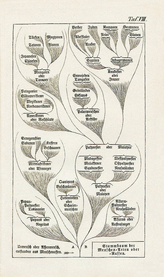 Human evolutionary tree by Haeckel, 1874
