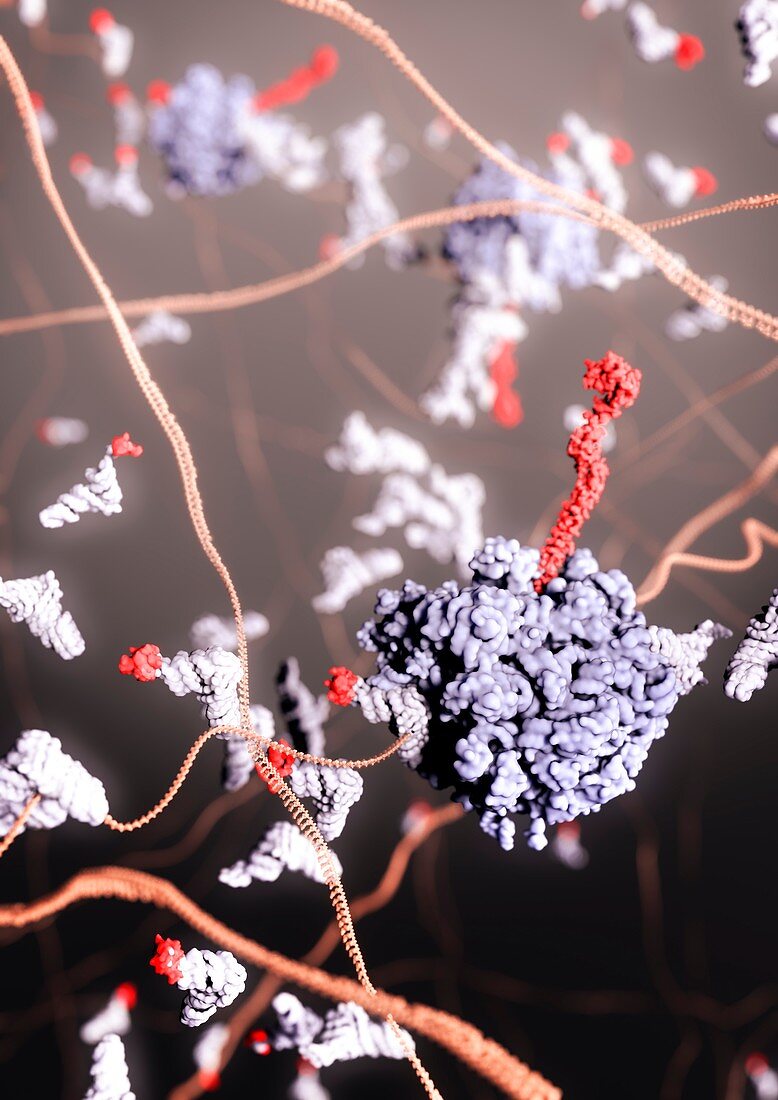 DNA transcription, illustration