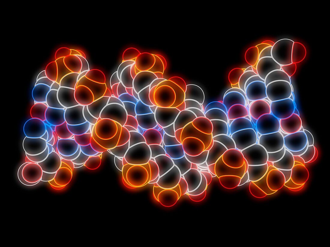 B-DNA molecule, molecular model