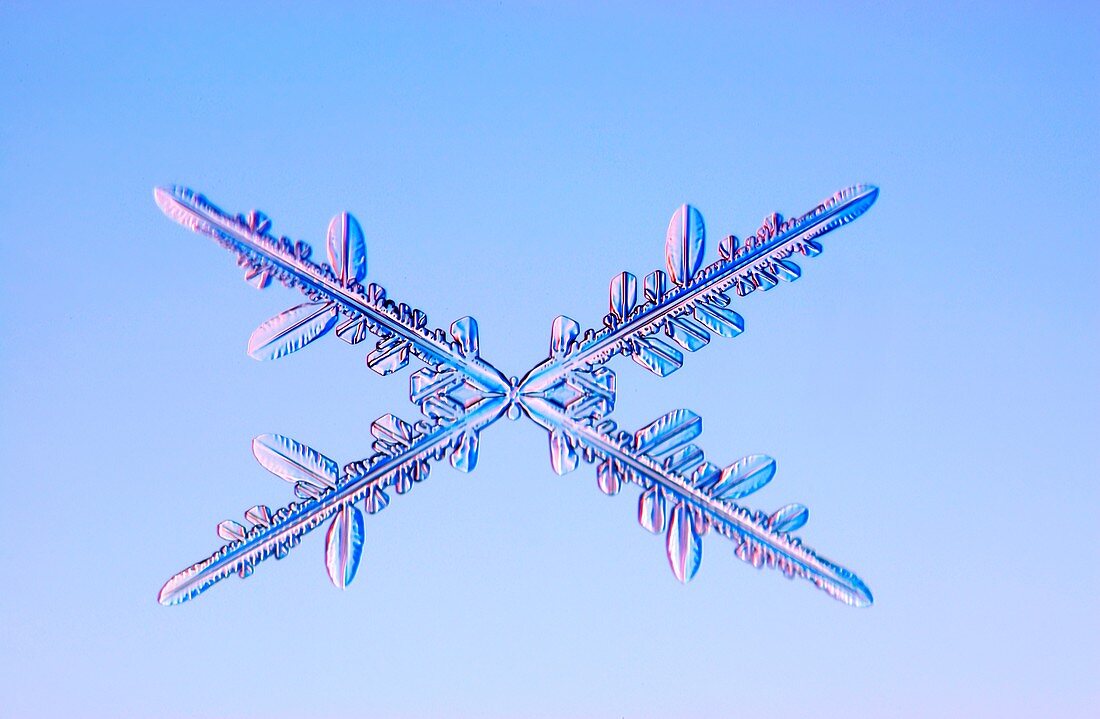 Crossed needle snowflakes, light micrograph