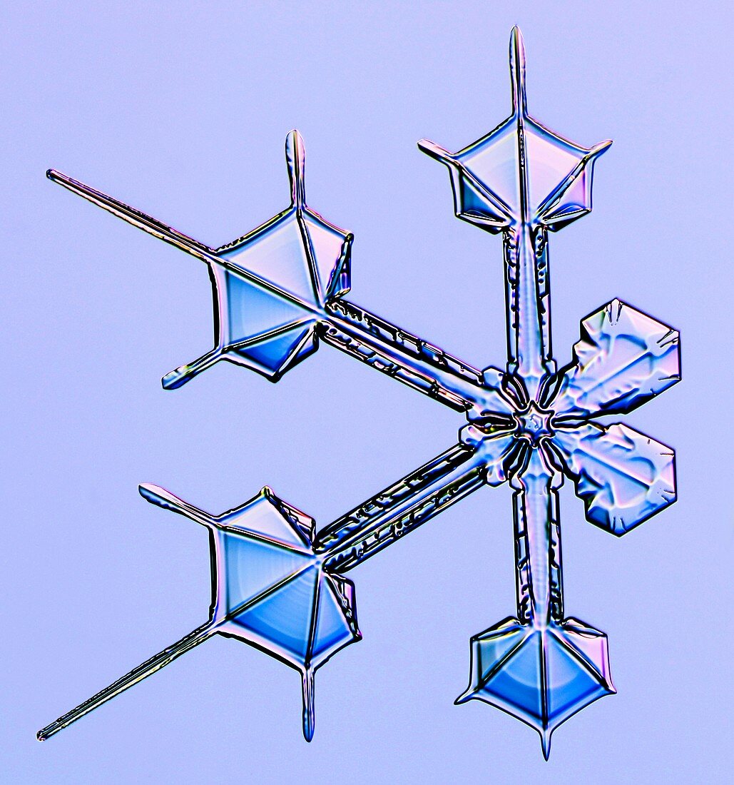 Split snowflake, light micrograph