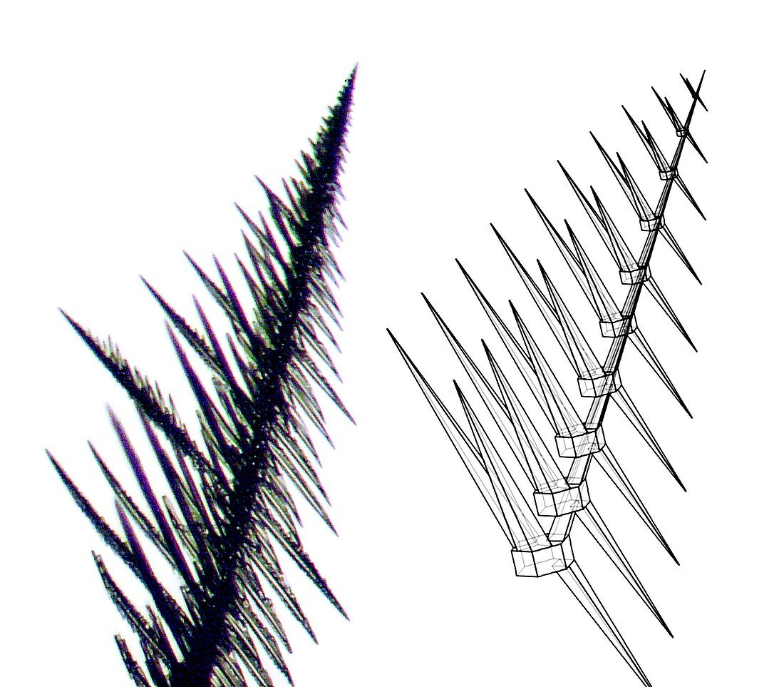 Dendritic branch of a snowflake, micrograph and diagram