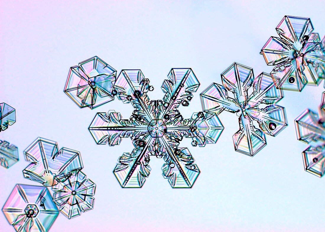 Snowflakes, light micrograph