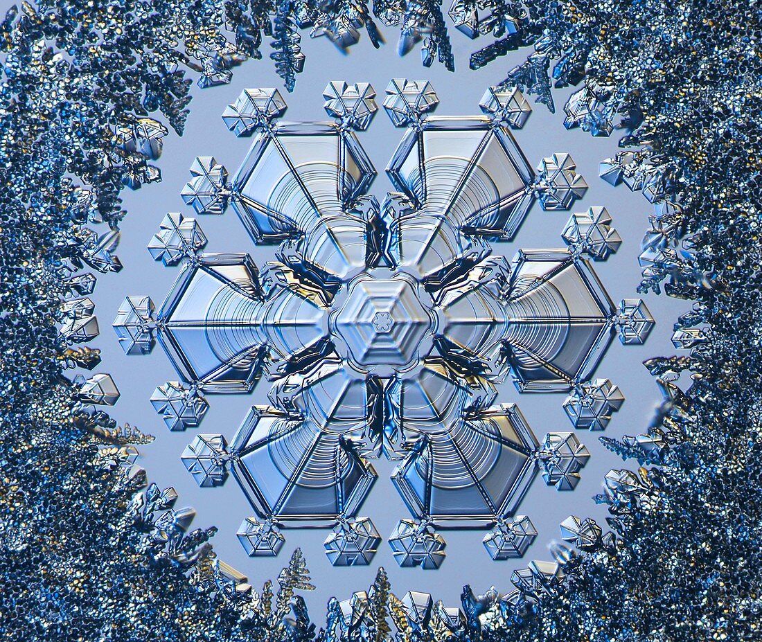 Sectored plate star snowflake, light micrograph