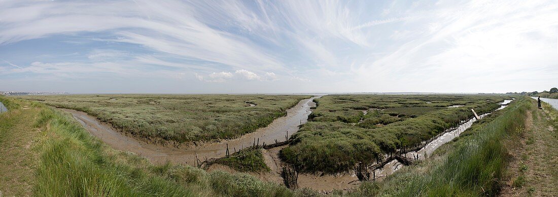 Leigh marshes, Essex, UK