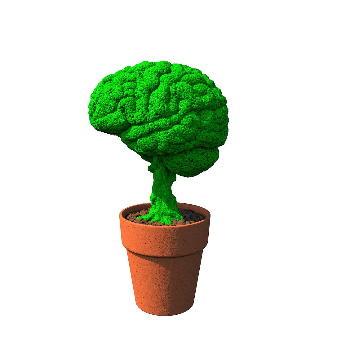 Growing brain food, conceptual image