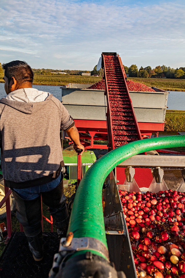 Cranberry farming, Michigan, USA
