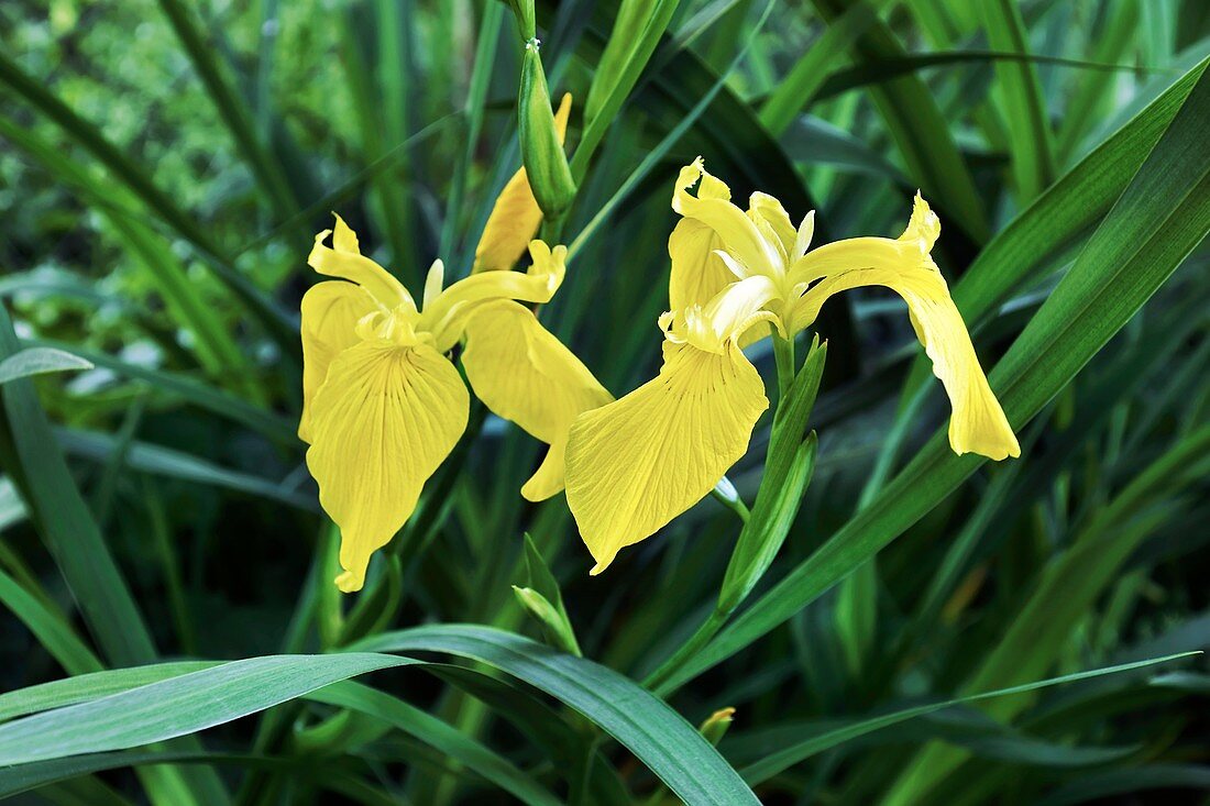 Yellow flag iris (Iris pseudacorus)