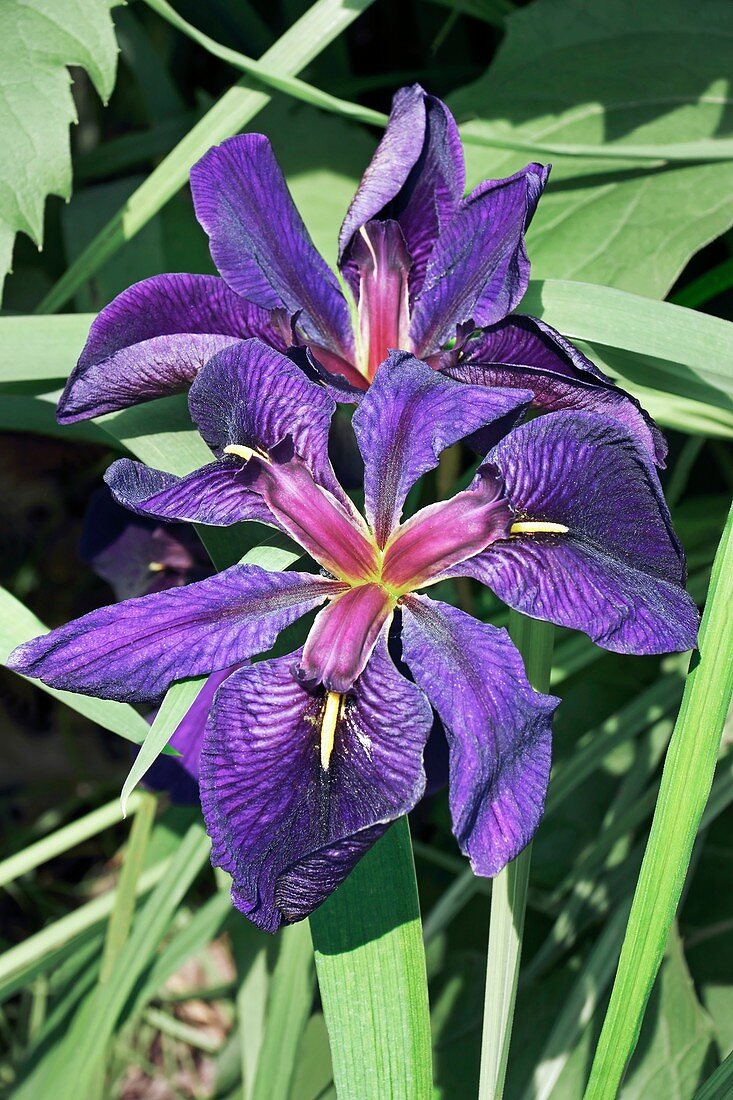 Louisiana iris (Iris louisiana 'Black Gamecock')