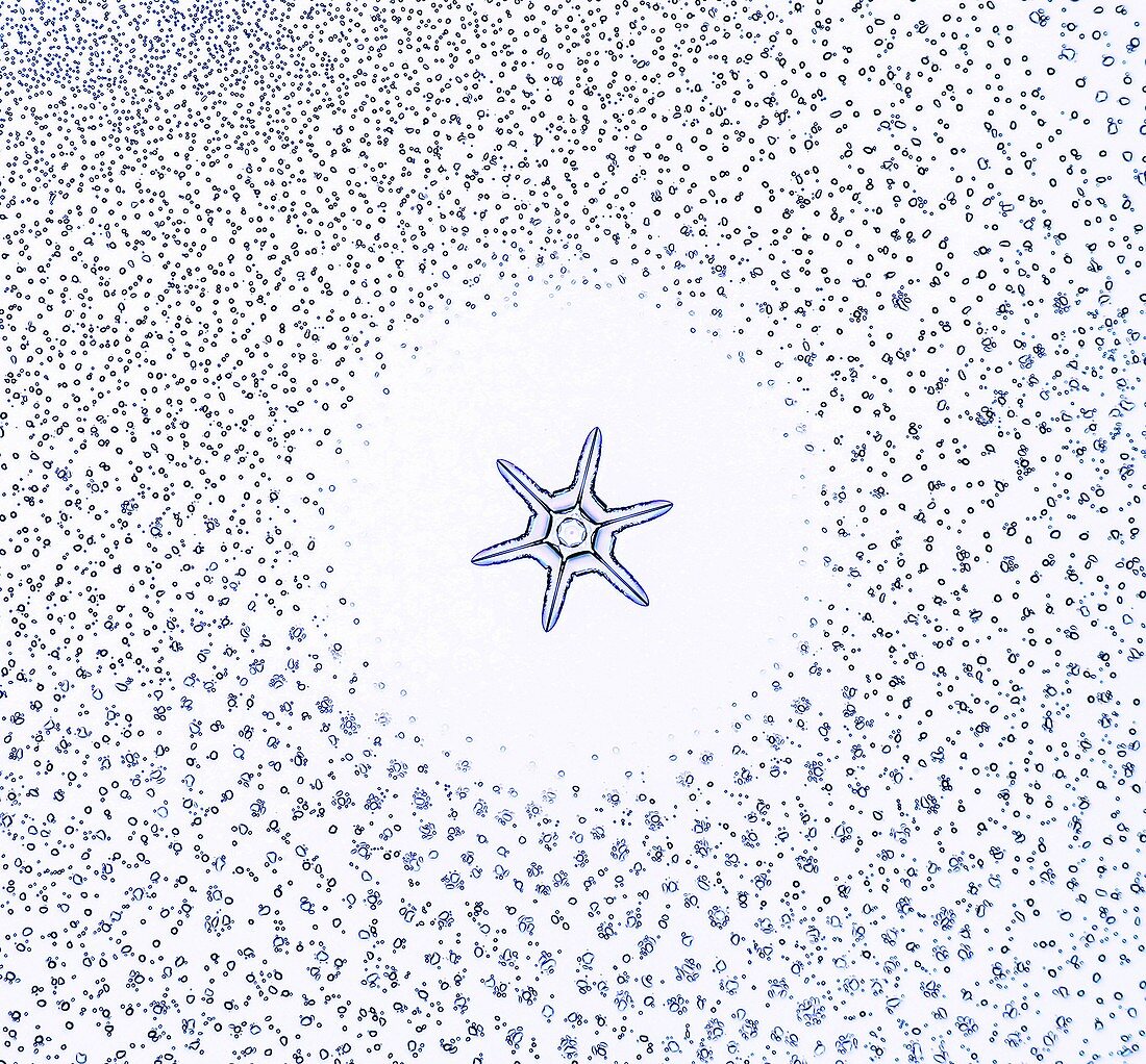 Star snowflake, light micrograph