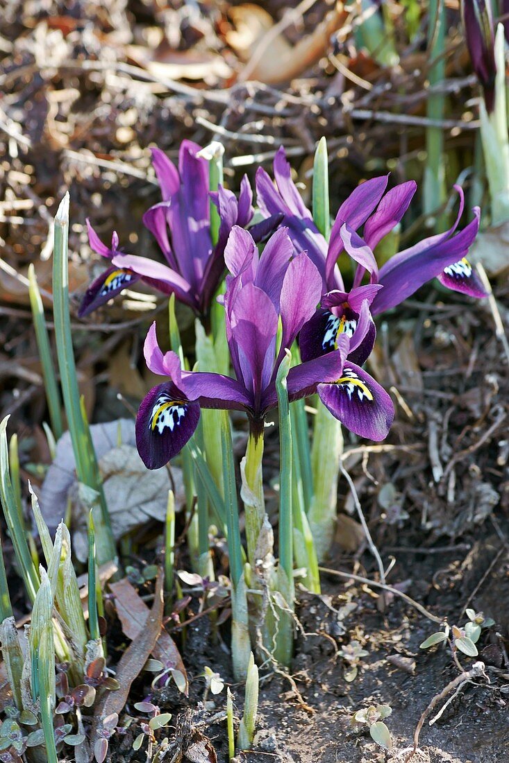 George mini iris (Iris histrioides 'George')