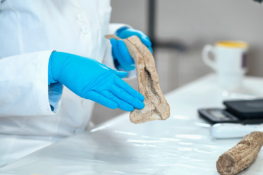 Archaeology researchers analyzing ancient antler tool
