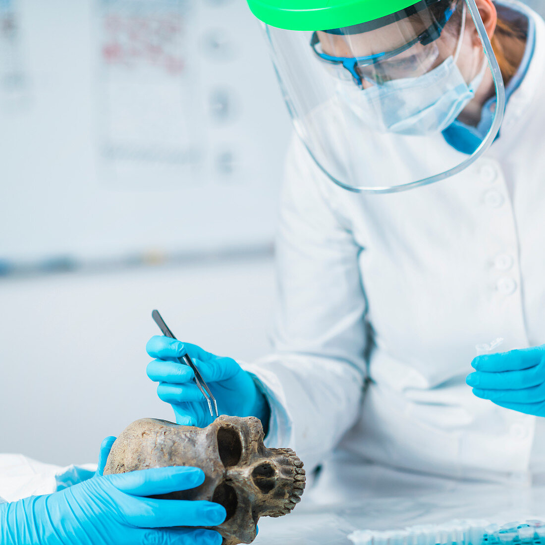 Archaeologist analyzing ancient human skull